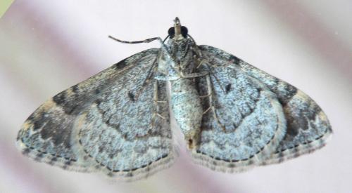 Xanthorhoe fluctuata