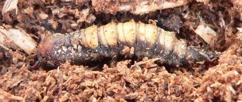 Réf. 17 699 : Tanyptera atrata
