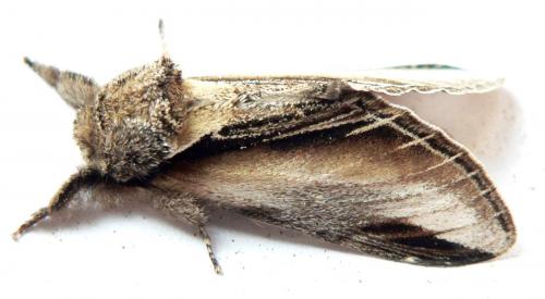 Réf. 17 736 : Pheosia tremula