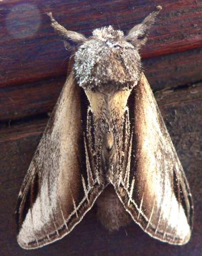Réf. 17 737 : Pheosia tremula