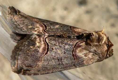 Abrostola triplasia