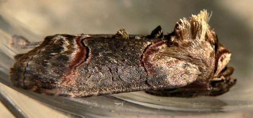 Abrostola triplasia
