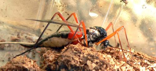 Tanyptera atrata