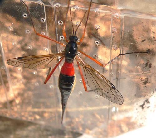 Tanyptera atrata