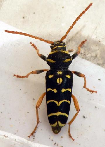 Plagionotus arcuatus