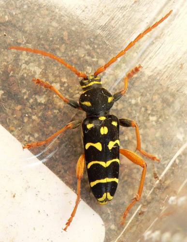 Plagionotus arcuatus