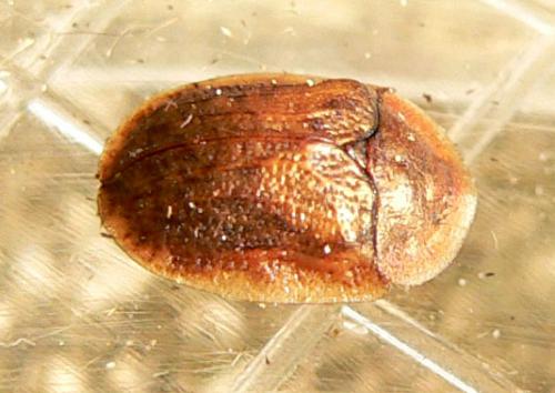 Réf. 17 797 : Hypocassida subferruginea