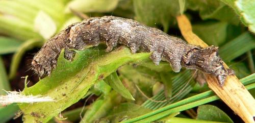 Allophyes oxyacanthae