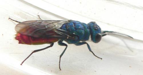 Chrysis sp.