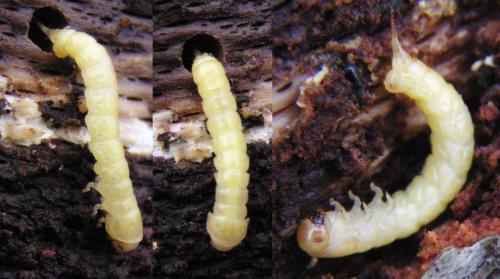 Elateroides dermestoides