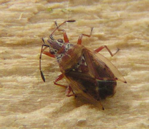Réf. 17 059 : Kleidocerys sp.