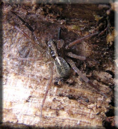 Trochosa sp.