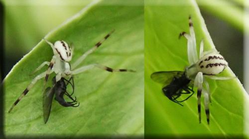 Misumena vatia