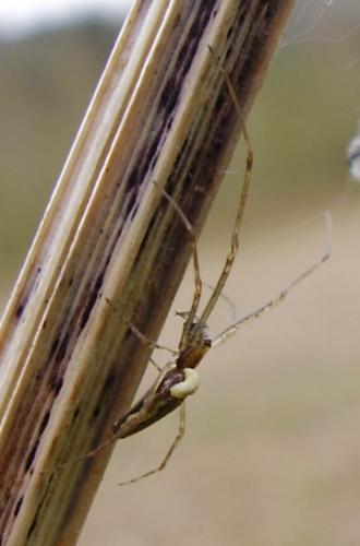 Tetragnatha sp.