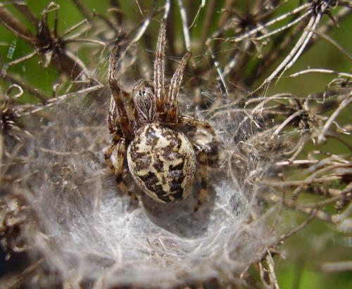 Larinioides cornutus