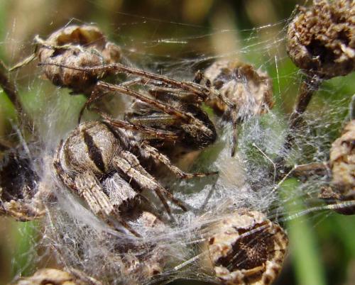 Agalenatea redii