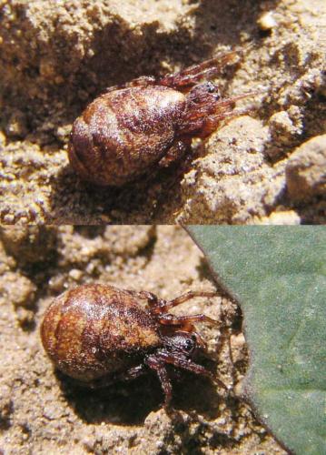 Réf. 17 599 : Cercidia prominens