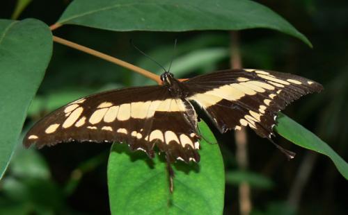 Papilio thoas