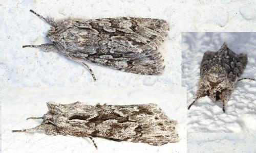 Xylocampa areola