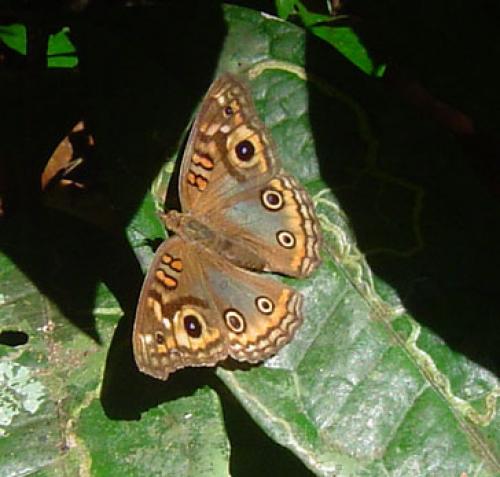 Junonia sp.