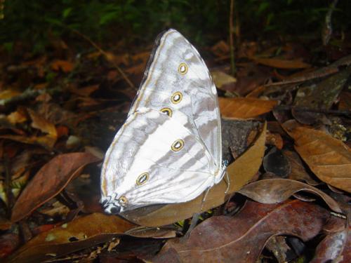 Réf. 17 187 : Morpho marcus