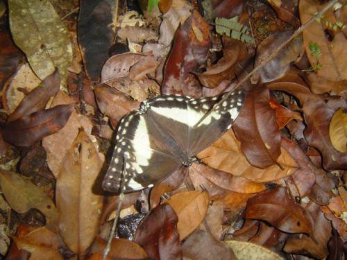 Morpho marcus