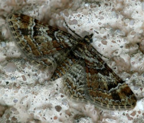 Réf. 17 145 : Gymnoscelis rufifasciata