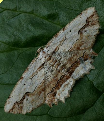 Menophra abruptaria