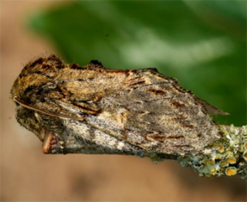 Peridea anceps
