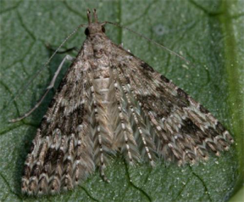 Alucita hexadactyla