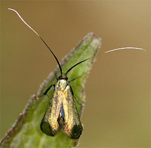 Réf. 17 780 : Adela reaumurella
