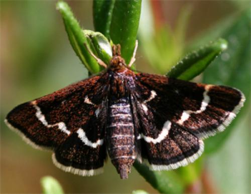 Pyrausta nigrata