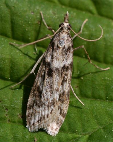 Eudonia angustea