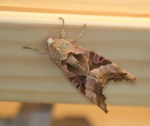 Réf. 17 170 : Phlogophora meticulosa