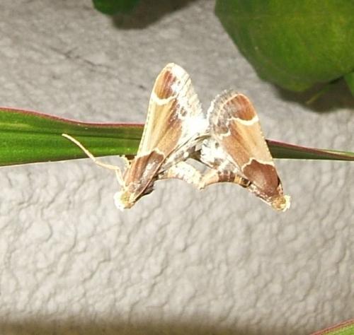 Pyralis farinalis