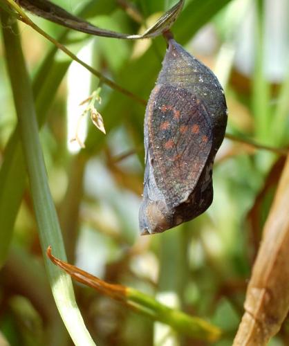 Pararge aegeria