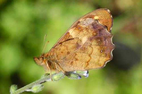 Pararge aegeria