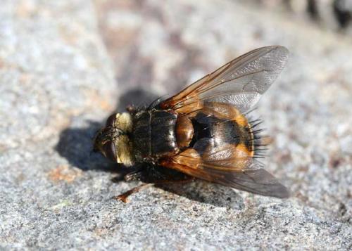 Tachina fera