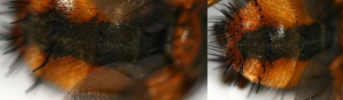Tachina fera