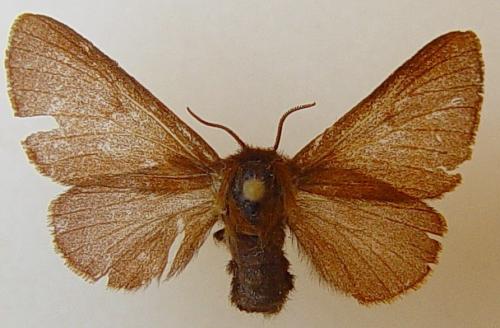 Malacosoma alpicola