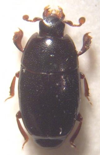 Réf. 17 277 : Paromalus sp.