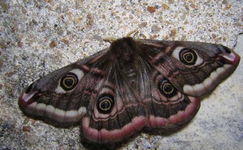 Réf. 17 578 : Saturnia pavonia