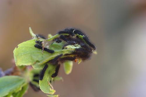 Saturnia pavonia