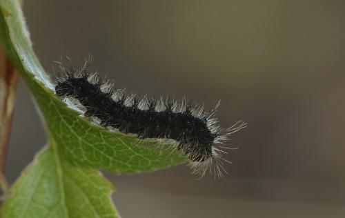 Saturnia pavonia