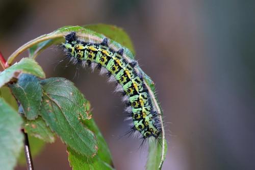 Saturnia pavonia