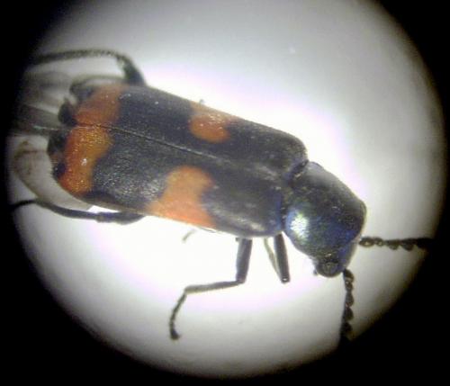 Réf. 17 446 : Anthocomus fasciatus