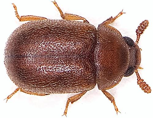Réf. 17 467 : Pentaphyllus chrysomeloides