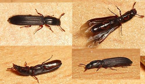 Réf. 17 260 : Colydium elongatum