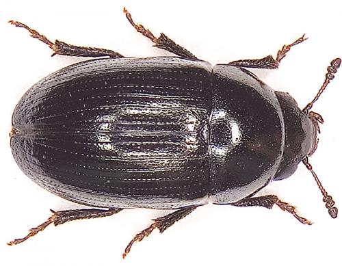 Réf. 17 744 : Tolyphus granulatus