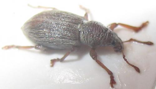 Réf. 17 369 : Polydrusus marginatus